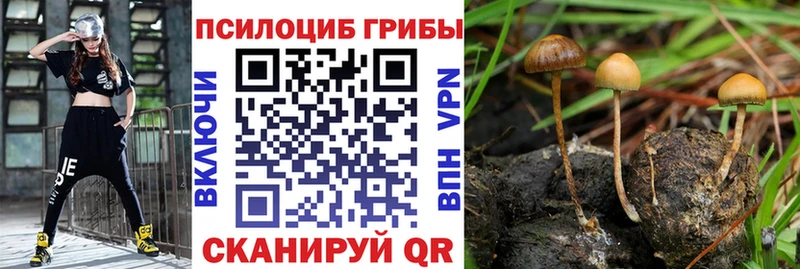 продажа наркотиков  Лесозаводск  Галлюциногенные грибы Psilocybine cubensis 